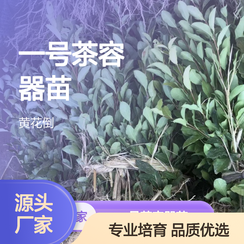 中黄一号茶容器苗 产地直供品质优选 专业培育