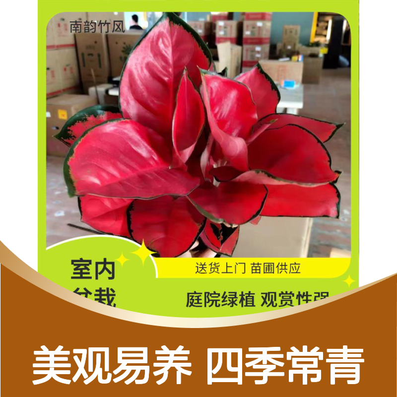 南韵竹风 三角梅 玫瑰盆栽 美观易养殖 植株强壮