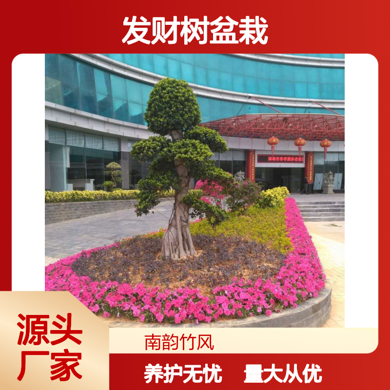 沙井发财树盆栽批发 公司植物租摆服务 每周定期上门养护 免费换新