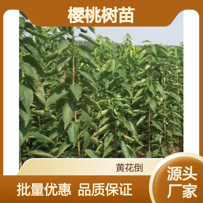 优质樱桃树苗 丰产不抗寒品种 栽培简单 易于管理