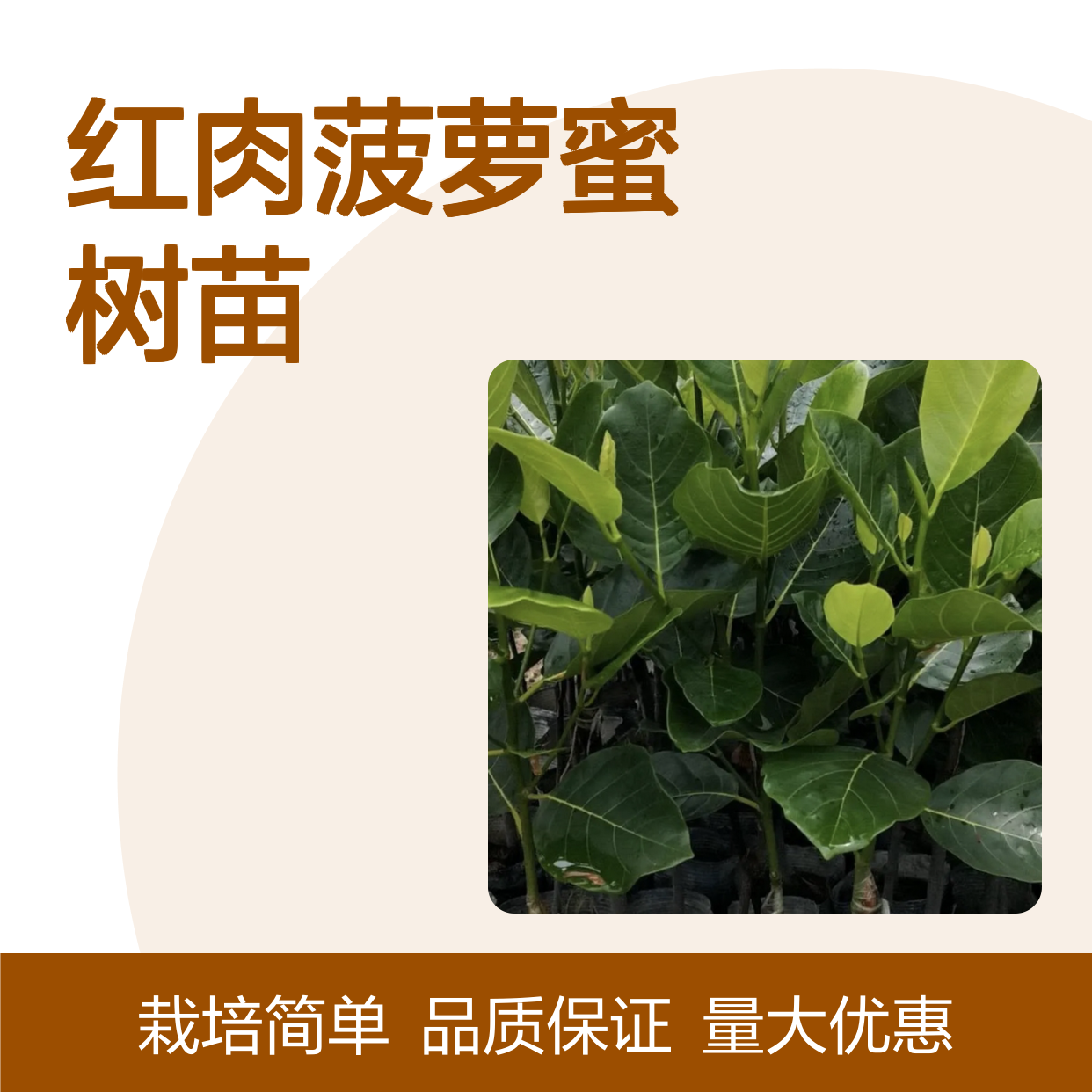 红肉菠萝蜜树苗 庭院种植优选 枝繁叶茂 产果丰富
