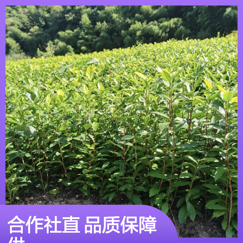 农户直供中茶108营养杯苗 品质优越 专业培育 鲜活香气