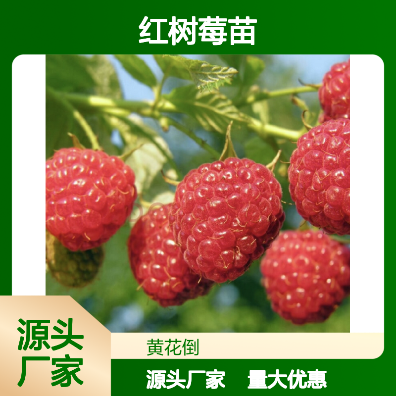 红树莓苗 抗病丰产优选品种 含糖量高 适应性强