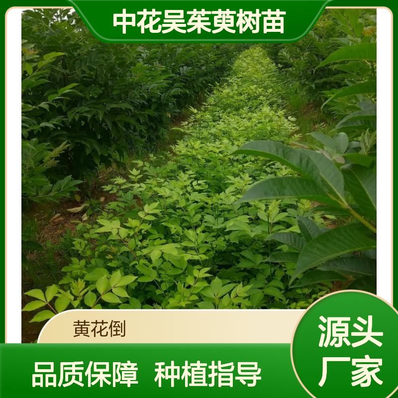 中花吴茱萸树苗 基地直供 移栽成活高 管理简单