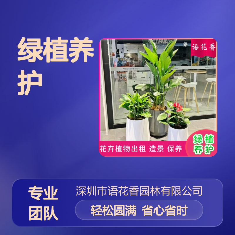 室内盆栽组合 绿植租赁养护 临时租摆期1天至2周 全程服务