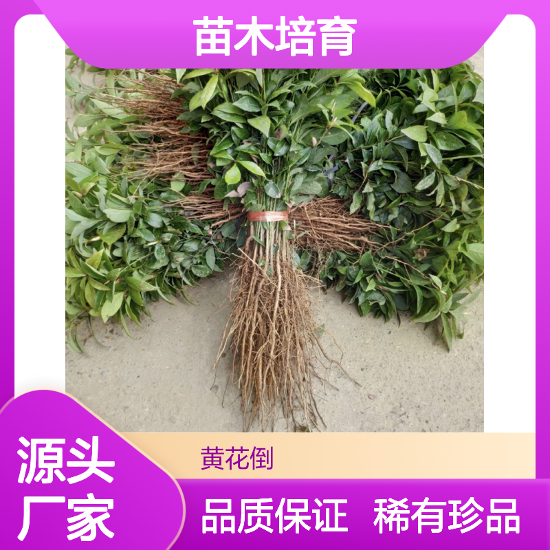 紫楠芽苗 金丝楠木质地 苗木培育 纹理瑰丽 防虫抗腐