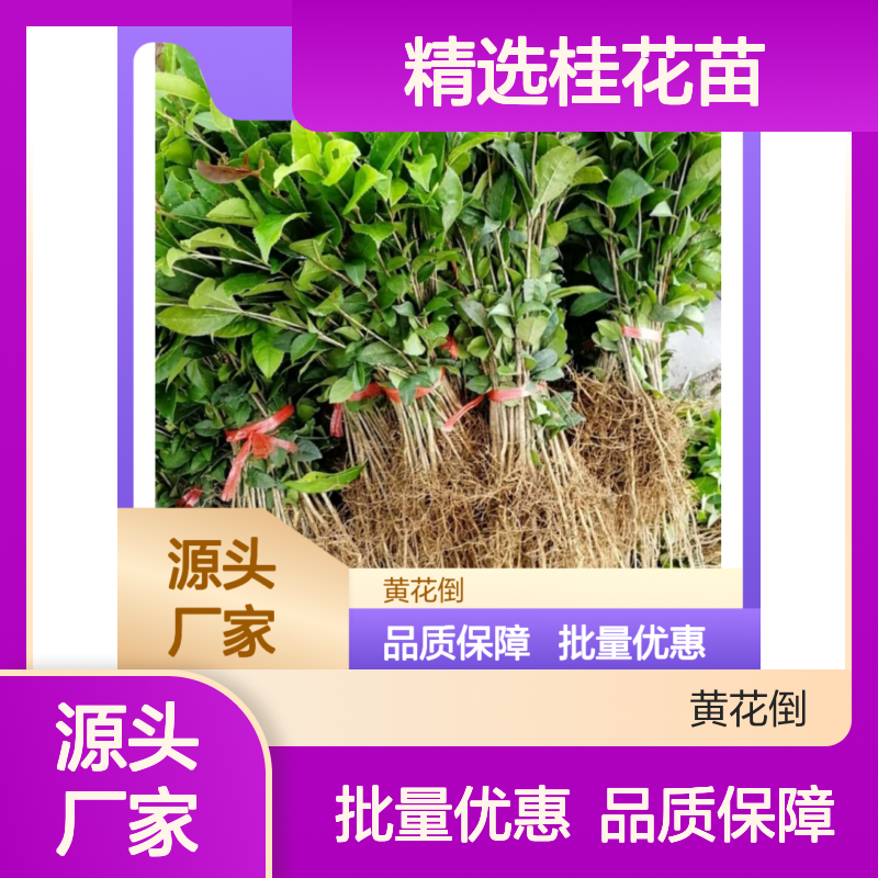 精选桂花苗 种植园直供 砧木嫁接技术 成活率高