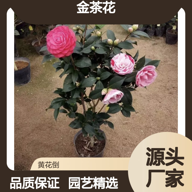 金茶花百亩产区 批发金茶花苗 园艺优选 品种繁多