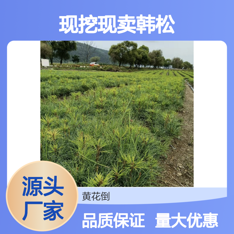现挖现卖韩松种苗 红松祛风湿润五脏 含油率高