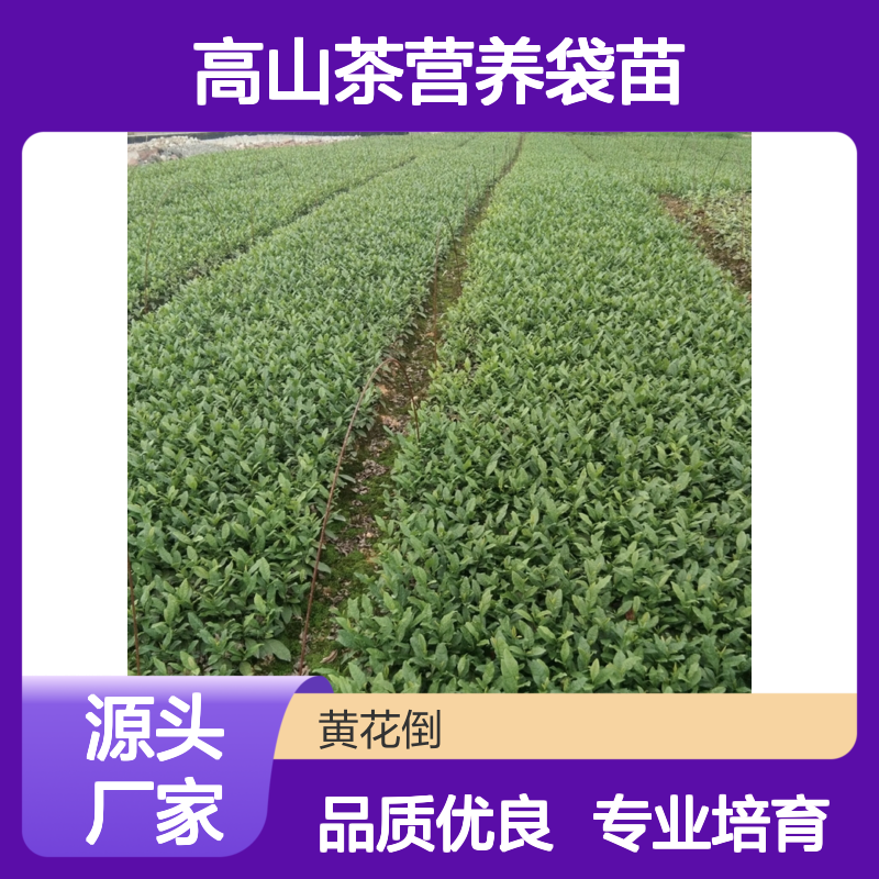 高山茶营养袋苗 产地直供技术指导 品质保证 培育专业