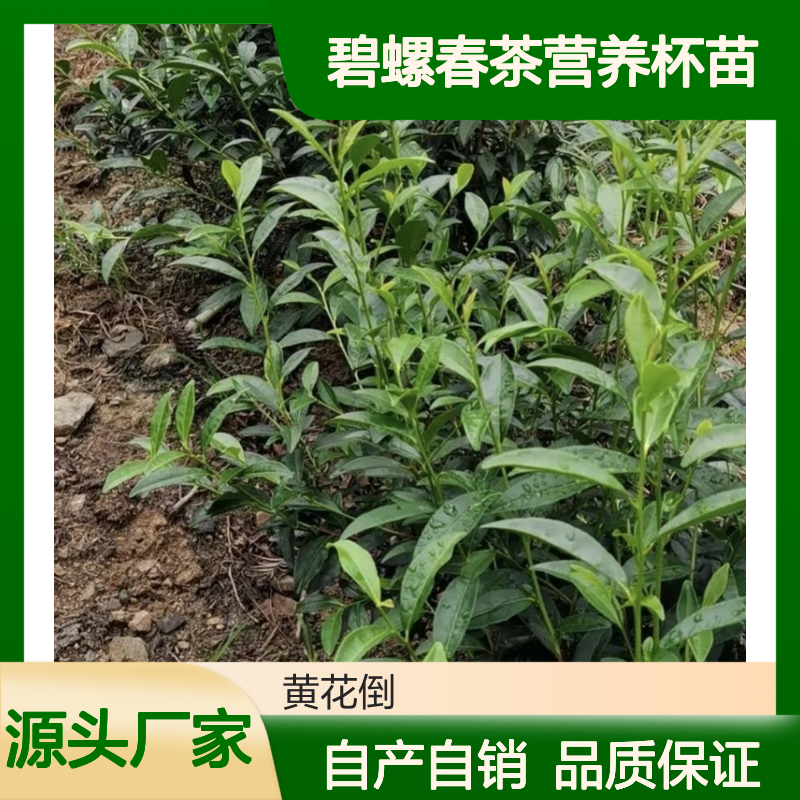 自产自销碧螺春茶营养杯苗 苗圃产地直供品质保证种植技术分享