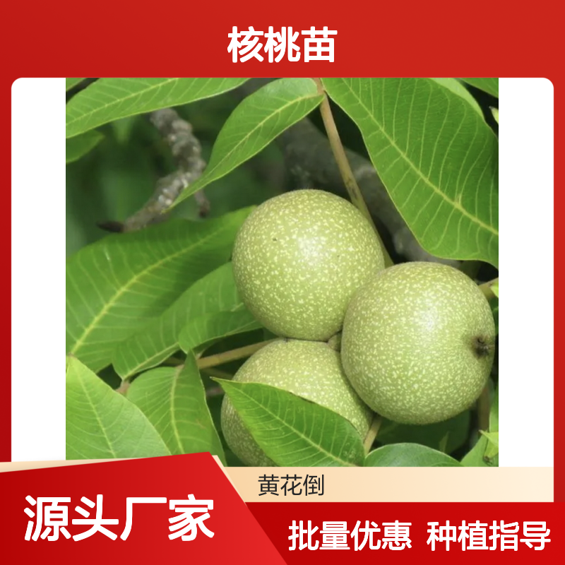 精选核桃苗 核桃种植园专供 品类齐全 规格多样