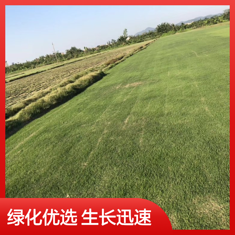 台湾草 福田结缕草 写字楼绿化 生长迅速 易于养护