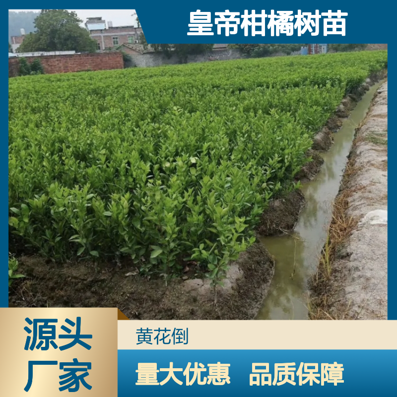 皇帝柑树苗 批发种植 营养丰富 肉质脆嫩 味清甜香