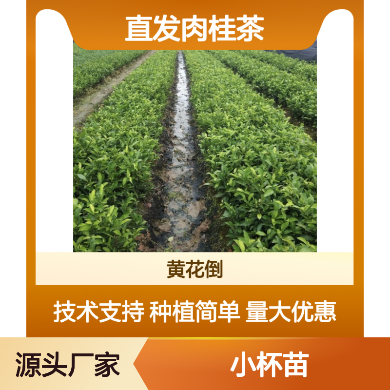 肉桂茶小杯苗 园林绿化优选 产地直发 技术支持