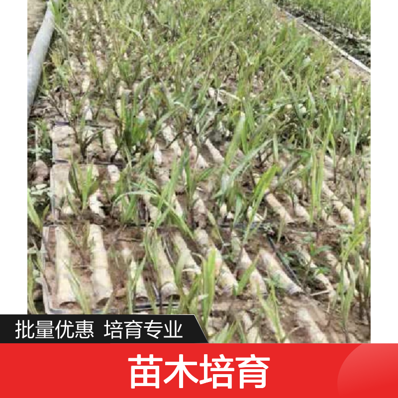 精选绿皮果蔗种芽 苗木培育专家 成茎率高 糖分充足