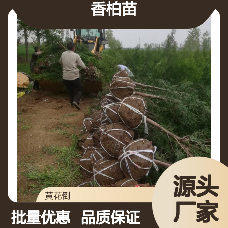 香柏苗批发 园林常绿灌木 优质侧柏苗 耐旱易活