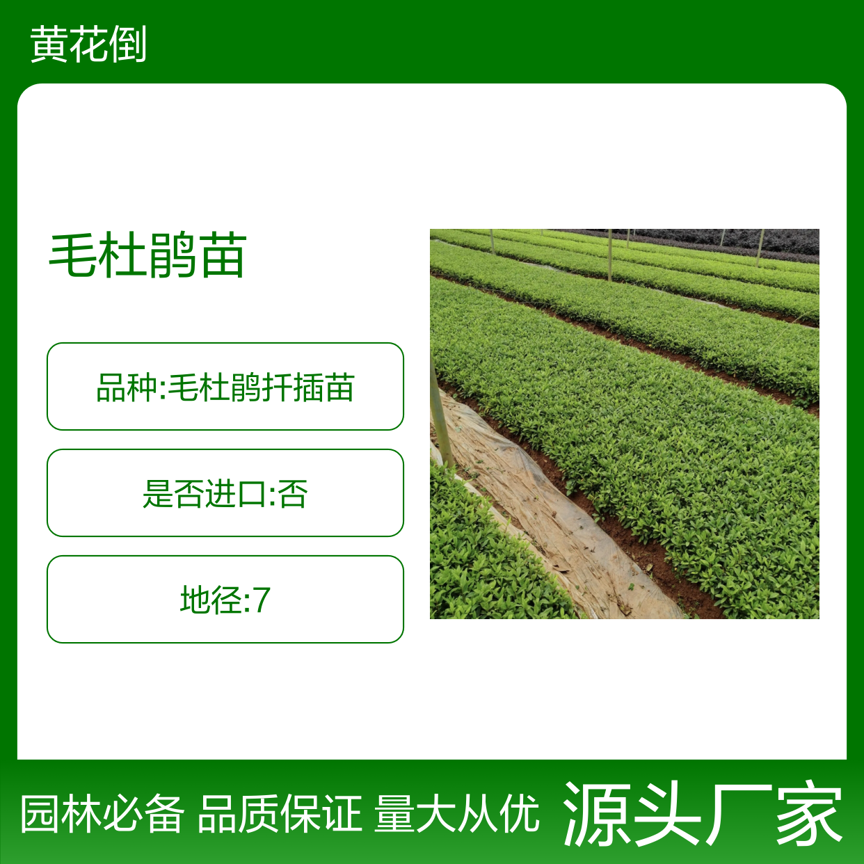 毛杜鹃苗 锦绣杜鹃 半常绿灌木植物 花多色艳 易于修剪