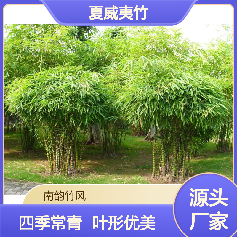 夏威夷竹 西丽园林绿化竹 别墅庭院景观养护 南韵竹风