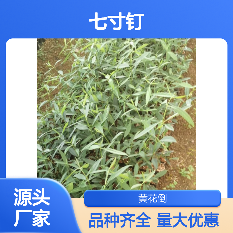 产地批发七寸钉种苗 品种齐全质量保证根系发达种植好管理