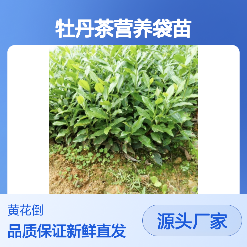 紫牡丹茶营养袋苗 当天起苗当天发 品质优良 合作社培育
