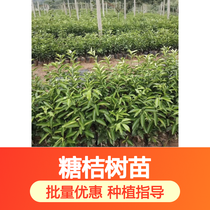 美国糖橘树苗 批发种植 主产区直供 果面鲜红 细腻多汁