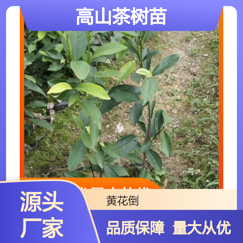 优质高山茶树苗 种植基地直供 茶园专用 规模宏大
