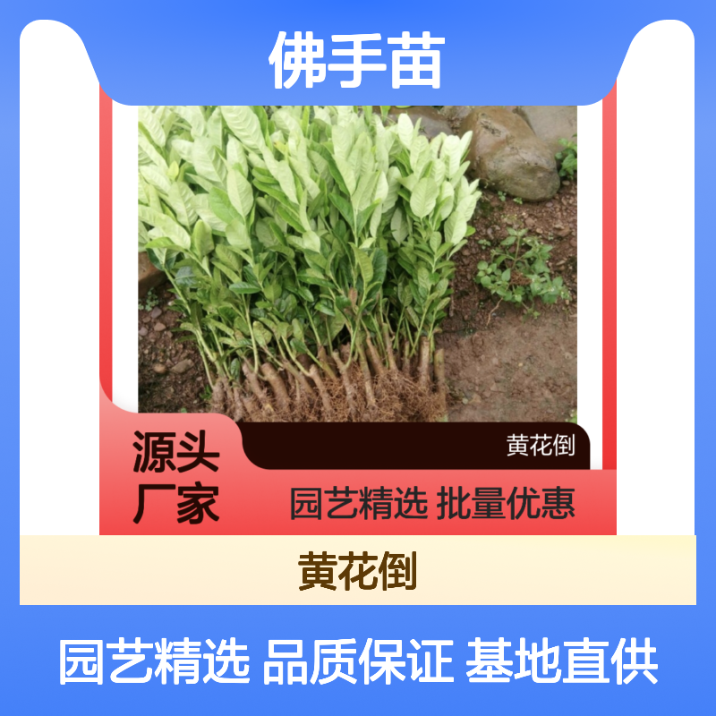 佛手苗百亩基地直供 批发零售 园艺优选 生长旺盛