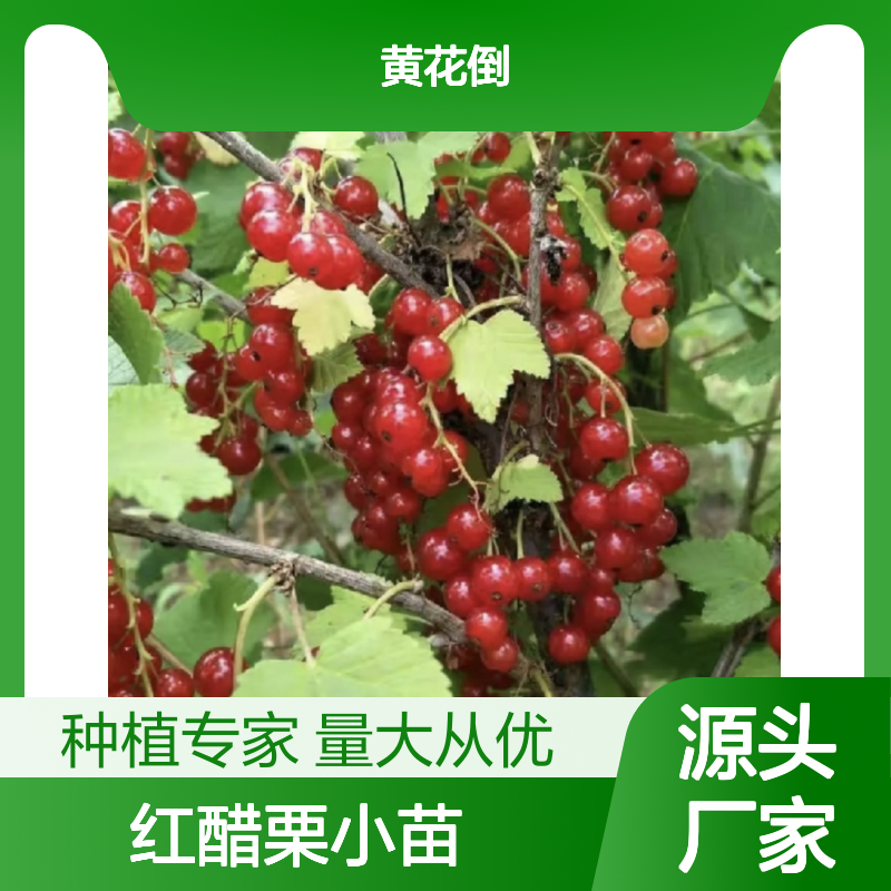 红醋栗小苗 基地直供 园林优选 成活率高 生长迅速