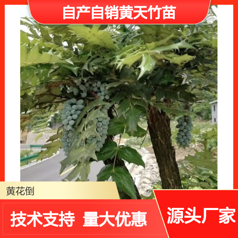 自产自销黄天竹苗 园林常绿灌木 耐寒抗旱 生长快速
