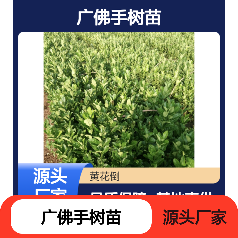 广佛手树苗 基地直供 批发优选 生长旺盛 挂果时间