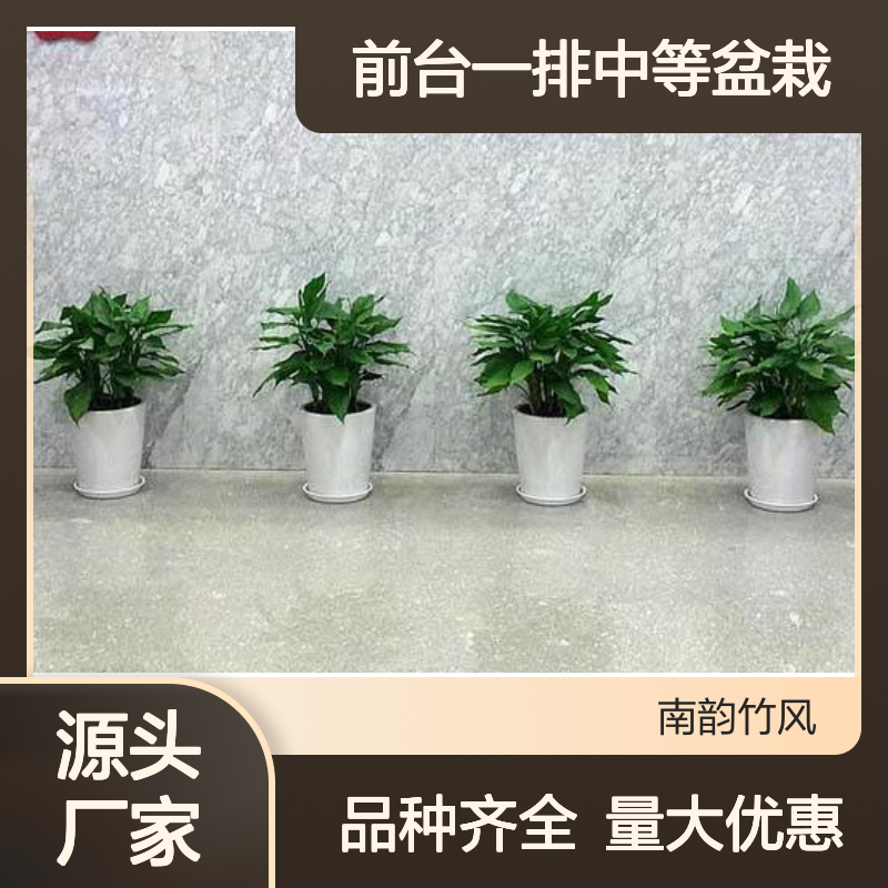 深 圳观叶植物租摆品种万年青 前台一排中等盆栽 南韵竹风