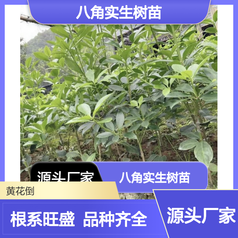东荣八角实生树苗 品种全根系旺 管理方便 基地直供