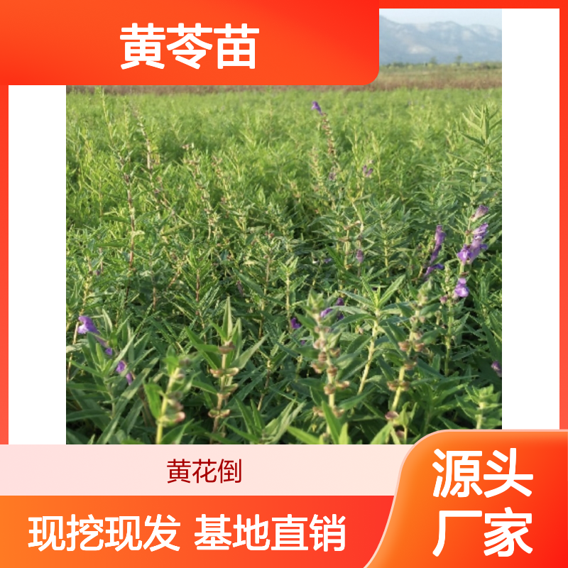 黄苓苗基地直供 优质黄苓种植苗 生长旺盛 管理简单