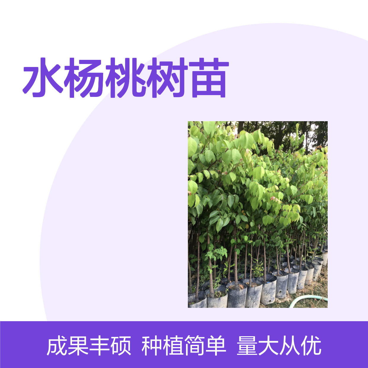 水杨桃树苗 批发基地直供 园林优选 果实丰硕 乔木品种