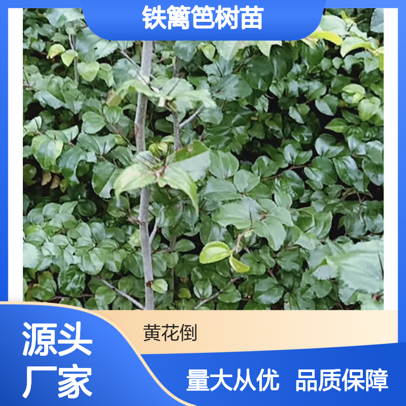 铁篱笆树苗 基地直供 绿化优选 生长迅速 适应性强