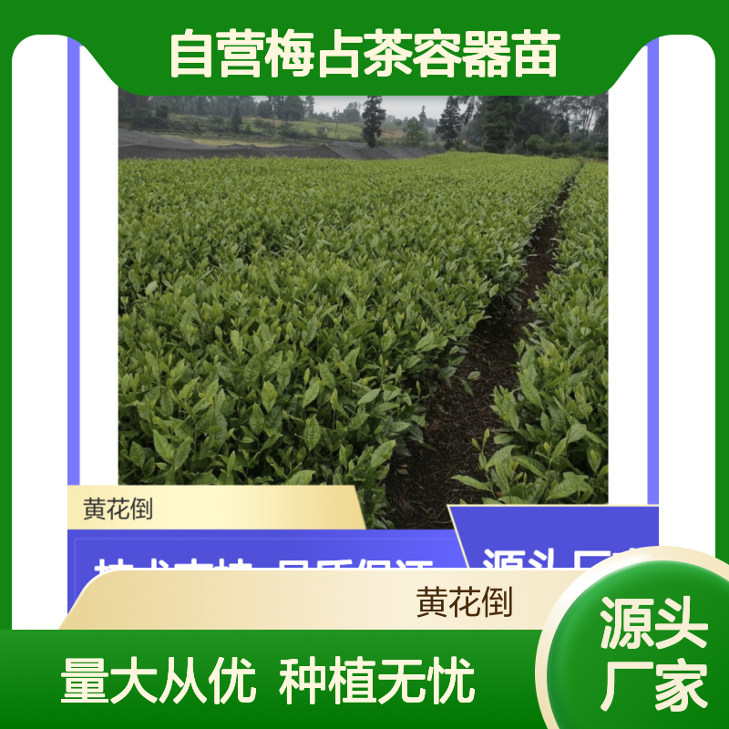 苗木合作社自营梅占茶容器苗 支持种植技术指导