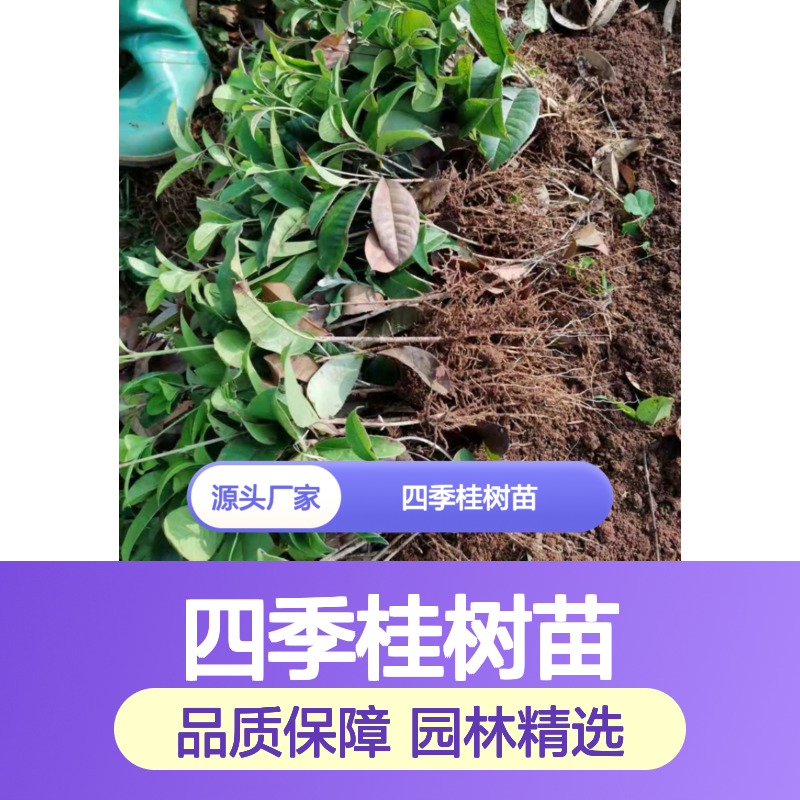 四季桂树苗 批发供应 百亩种植园直供 易于生根