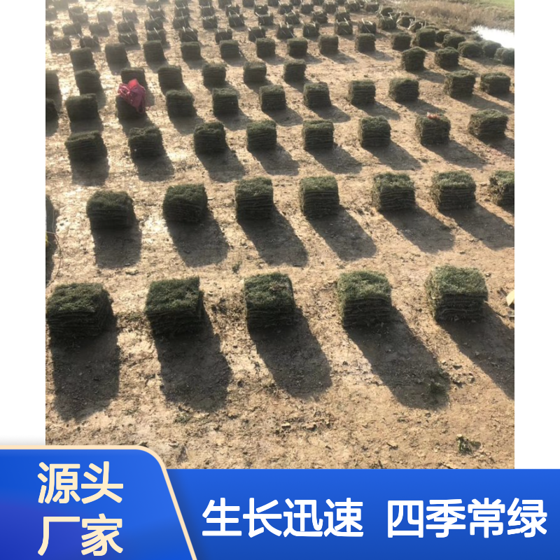 广场兰引三号草坪 适用运动场草地补种 生长迅速 四季常绿 南韵竹风