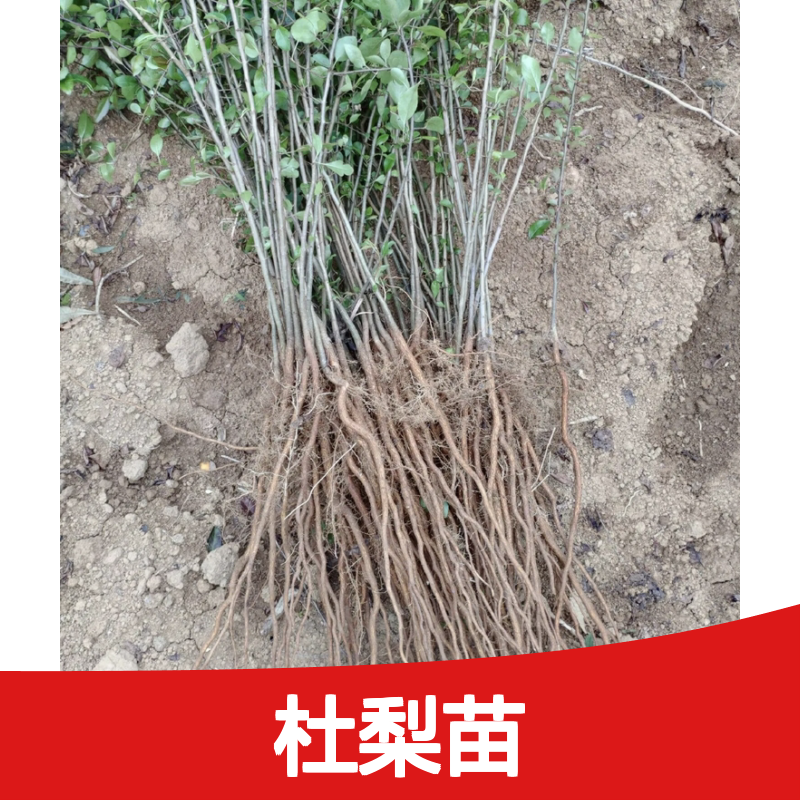 杜梨苗批发 嫁接梨树优选砧木 生长迅速 适应性强