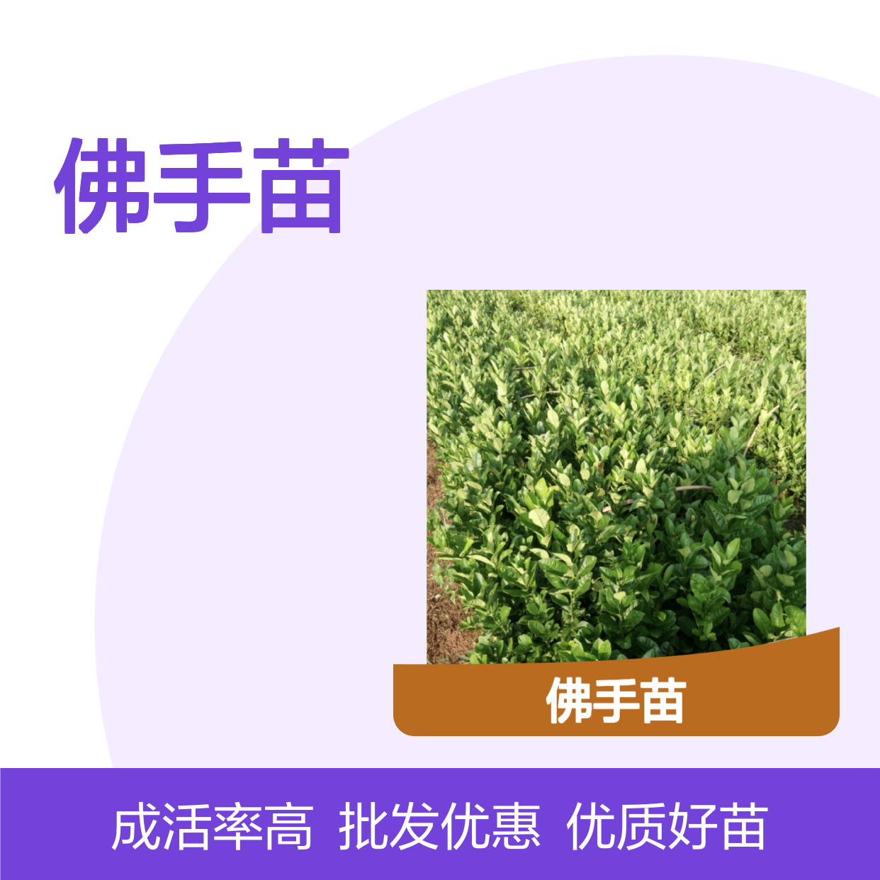 川佛手种植园 优质佛手苗 批发供应 香气浓郁 生长迅速