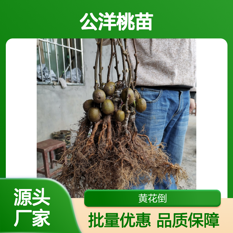 公洋桃苗 园艺优选品种 口感甜酸 生长健壮 表皮光滑