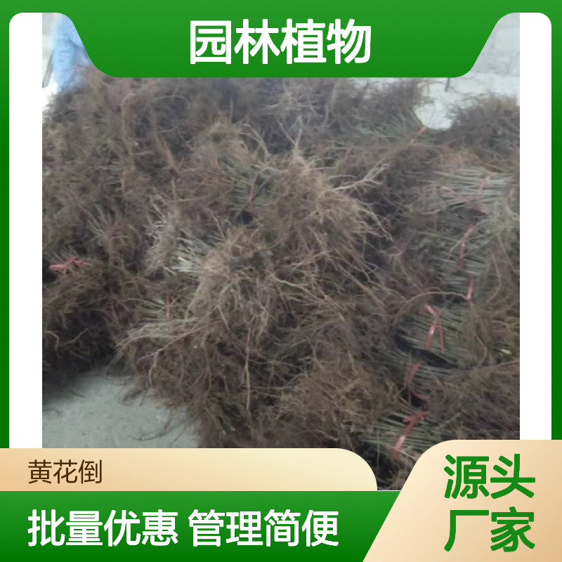 鹰爪风苗 批发基地直供 园林植物 品质优良 管理方便