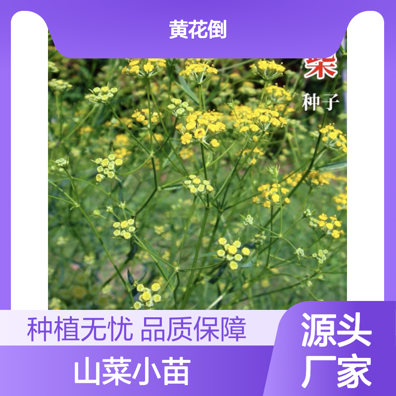 山菜小苗批发 柴胡种子新鲜供应 生长迅速 处理简便