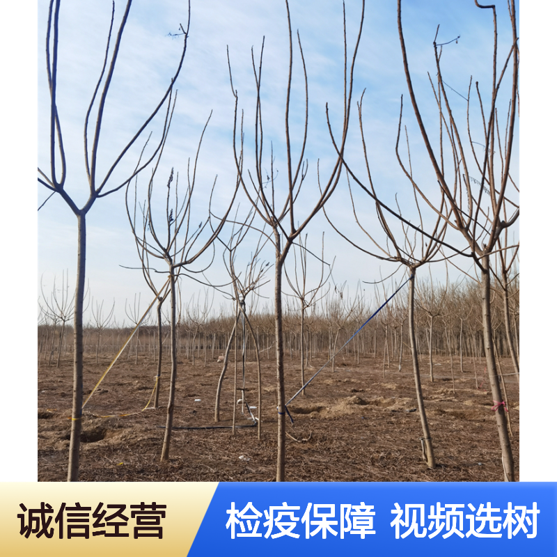 园林苗木 8公分 10公分 12公分 火炬树 办理检疫 可视频选树