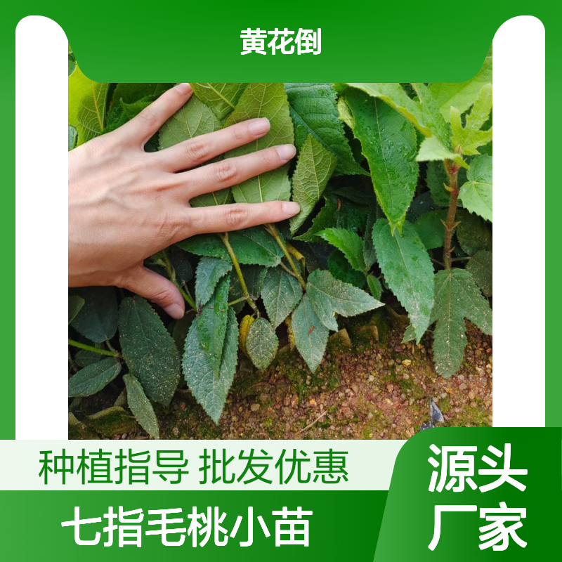 七指毛桃小苗 种植园直供 批发优选 成活率高 管理简单