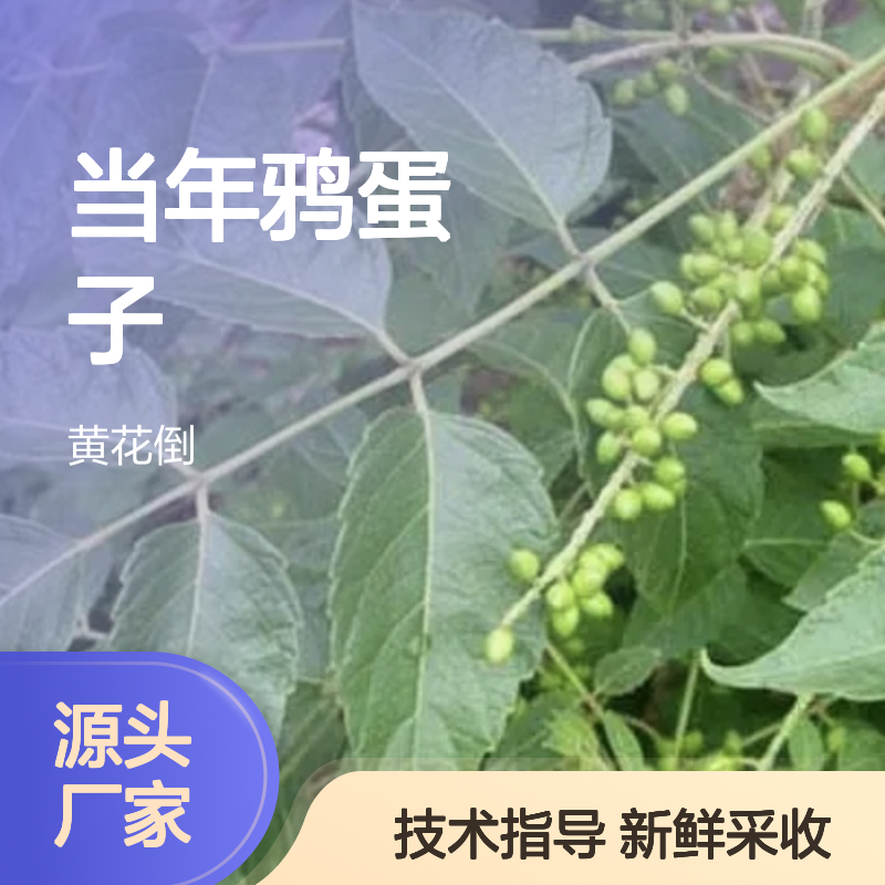 新采收当年鸦蛋子种子 苗木合作社自营免费技术指导