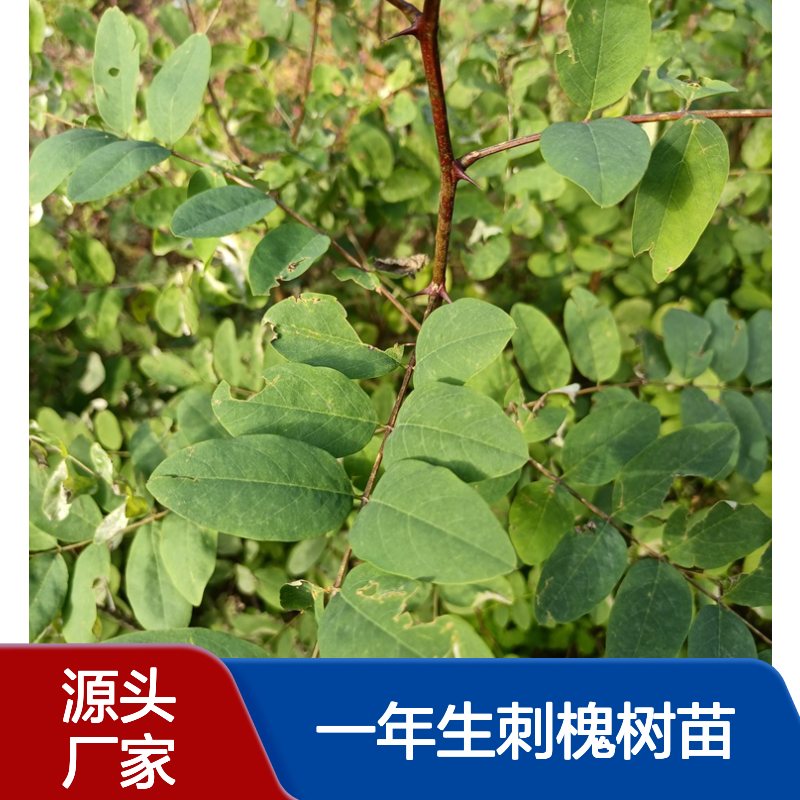 瑞林苗圃 一年生刺槐树苗 速生树种 耐旱耐寒 荒山造林优选 抗病虫害强