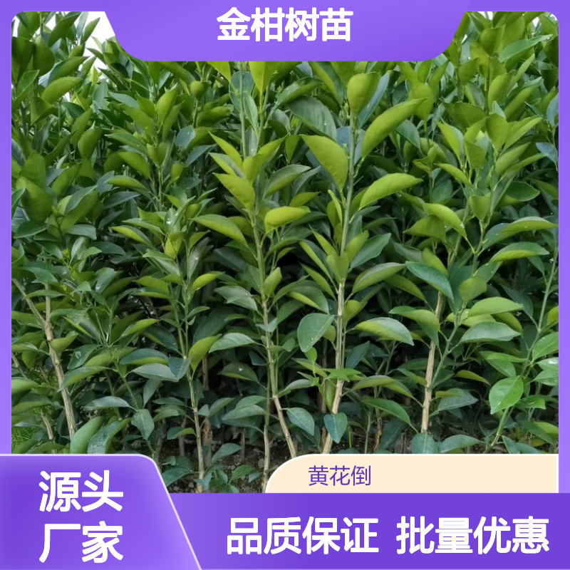 金柑树苗 优良品种 常绿小乔木 果皮光滑 清香可口