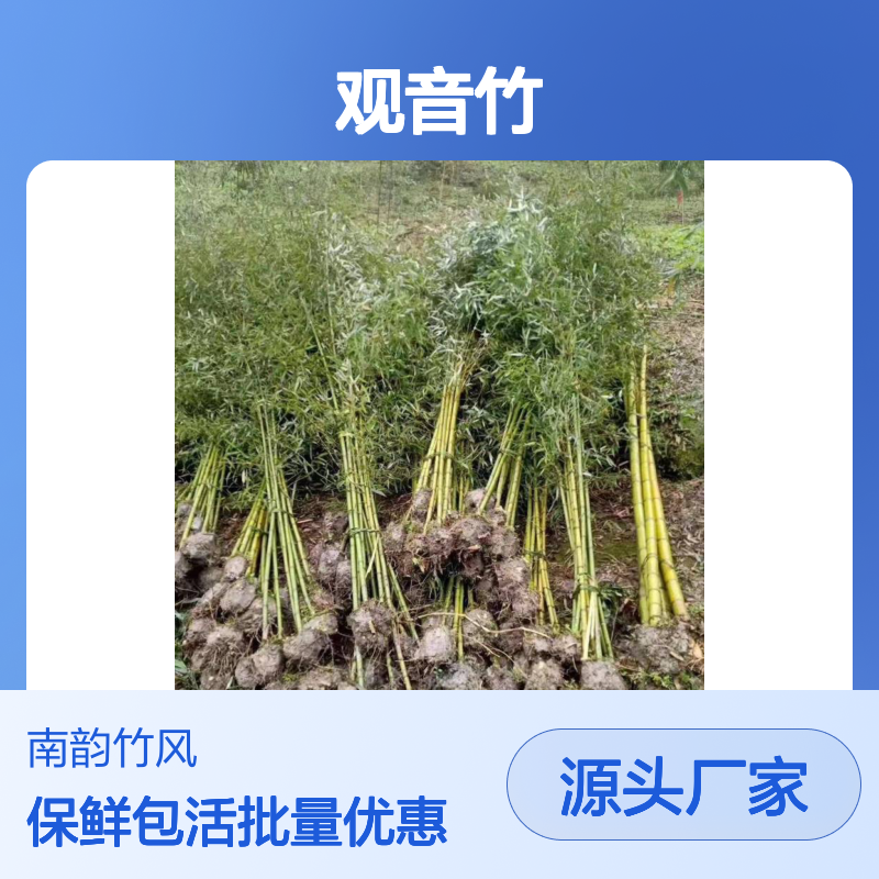 小青竹蛇 口竹子批发 观音竹种植 包成活率 保持鲜活